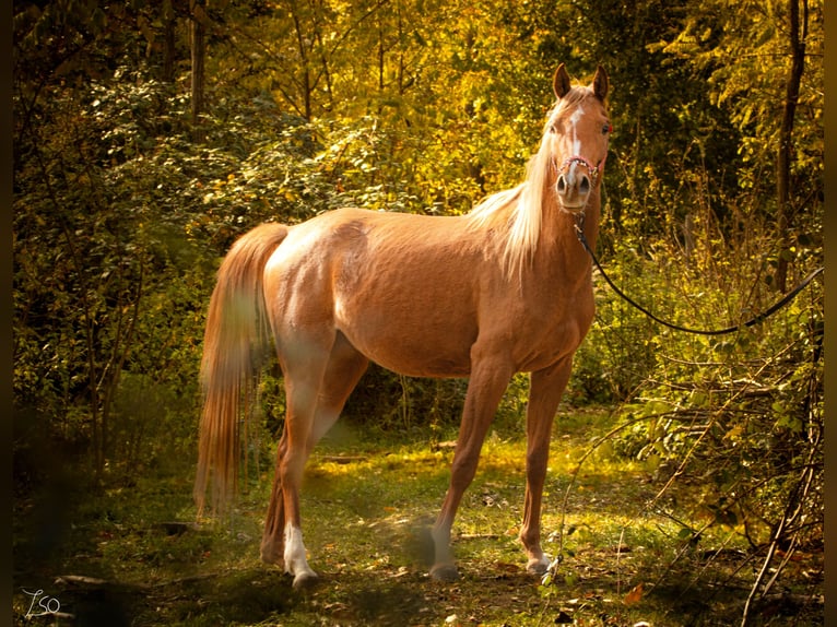 Koń czystej krwi arabskiej Klacz 4 lat 151 cm Ciemnokasztanowata in Nagykanizsa