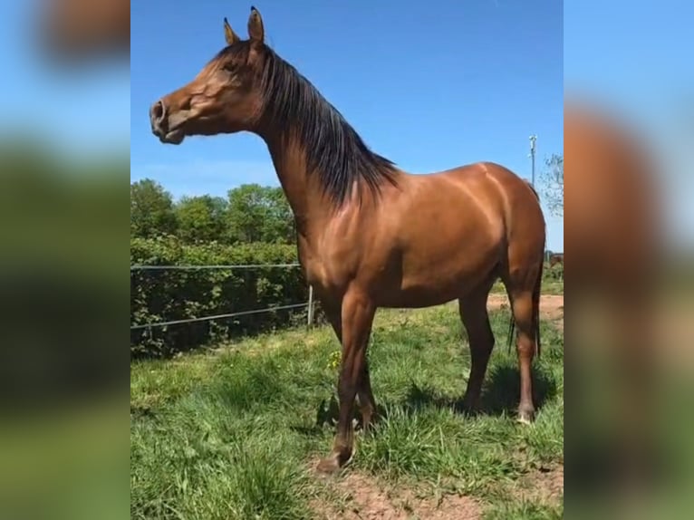 Koń czystej krwi arabskiej Klacz 4 lat 152 cm Gniada in Courcelles-Frémoy