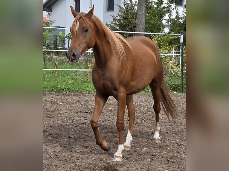 Koń czystej krwi arabskiej Klacz 4 lat 152 cm Kasztanowata in Theresienfeld