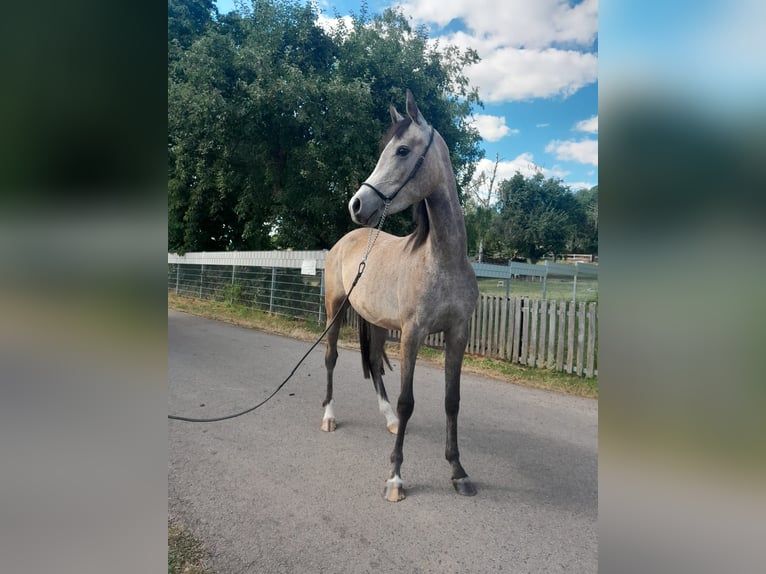 Koń czystej krwi arabskiej Klacz 4 lat 152 cm Siwa in Kirchworbis