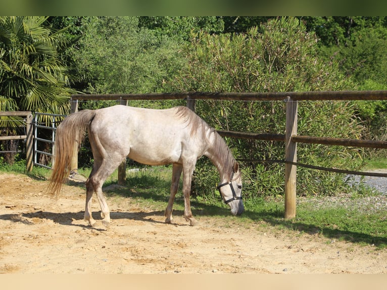 Koń czystej krwi arabskiej Klacz 4 lat 153 cm Siwa in Trie sur Baise