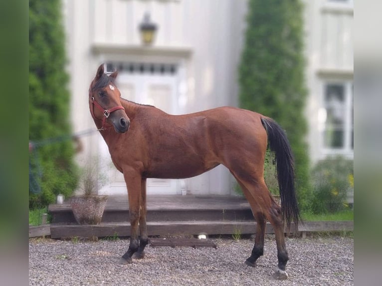 Koń czystej krwi arabskiej Klacz 4 lat 154 cm Gniada in Charlottenberg