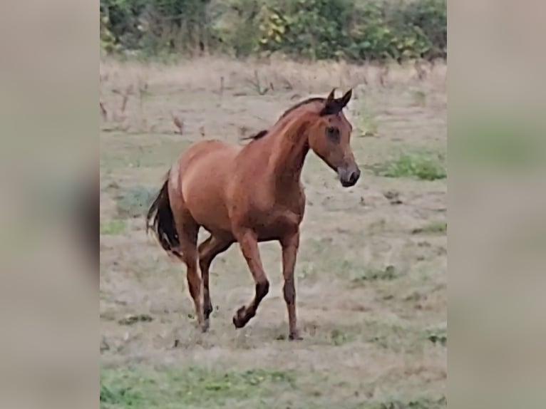 Koń czystej krwi arabskiej Klacz 4 lat 155 cm Gniada in Courcelles-Frémoy