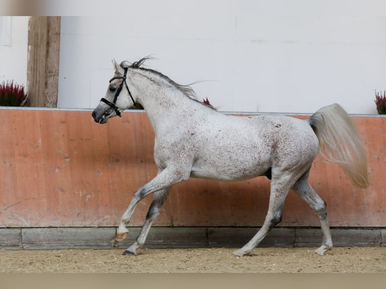 Koń czystej krwi arabskiej Klacz 4 lat 155 cm Kasztanowata in Gemünden (Felda)