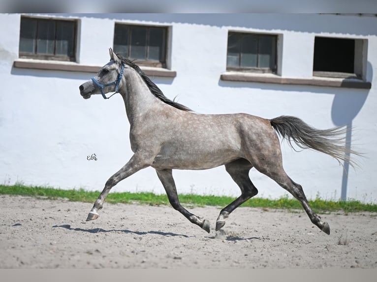 Koń czystej krwi arabskiej Klacz 4 lat 156 cm Siwa in Kotuszöw