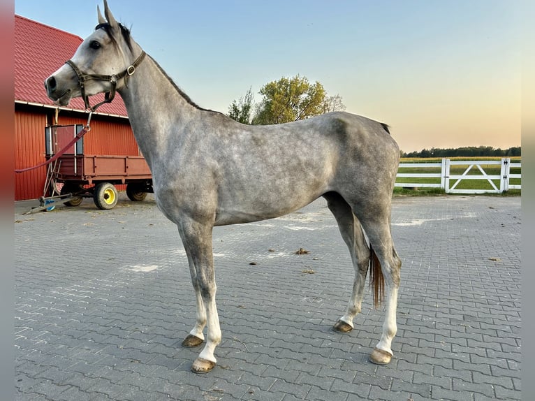 Koń czystej krwi arabskiej Klacz 4 lat 156 cm Siwa in WalerianyWarszawa