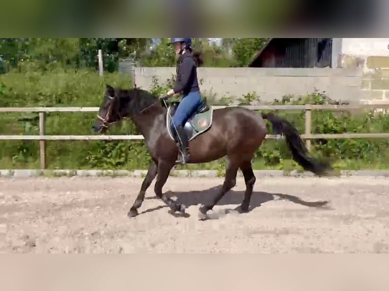 Koń czystej krwi arabskiej Klacz 4 lat 157 cm Kara in Itzgrund