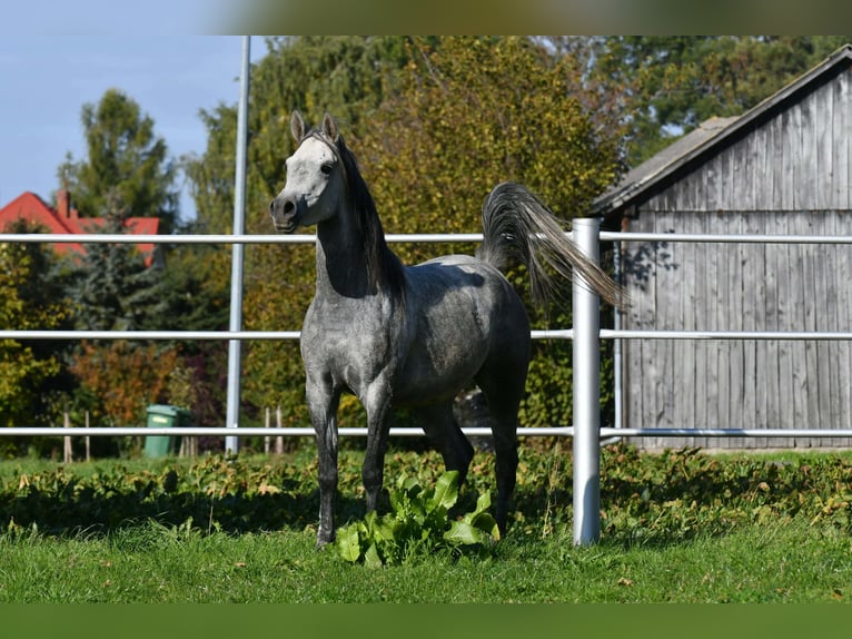 Koń czystej krwi arabskiej Klacz 5 lat 150 cm Siwa in Krasnystaw