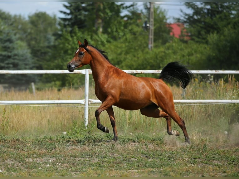 Koń czystej krwi arabskiej Klacz 5 lat 152 cm Gniada in Lodz