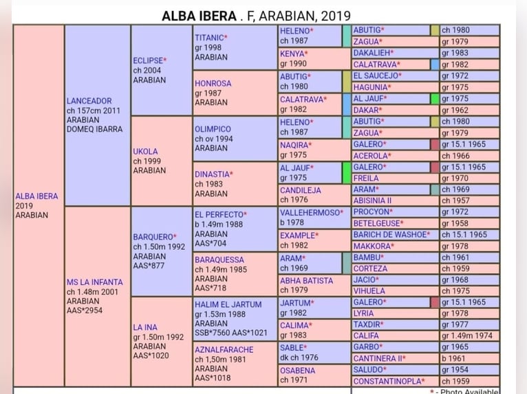 Koń czystej krwi arabskiej Klacz 5 lat 152 cm Kasztanowata in Moers