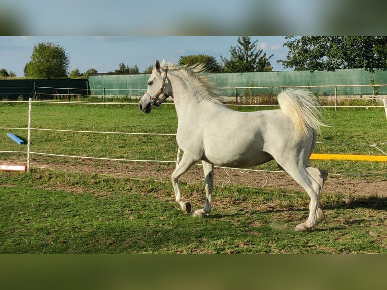 Koń czystej krwi arabskiej Klacz 5 lat 152 cm Siwa in Raszyn