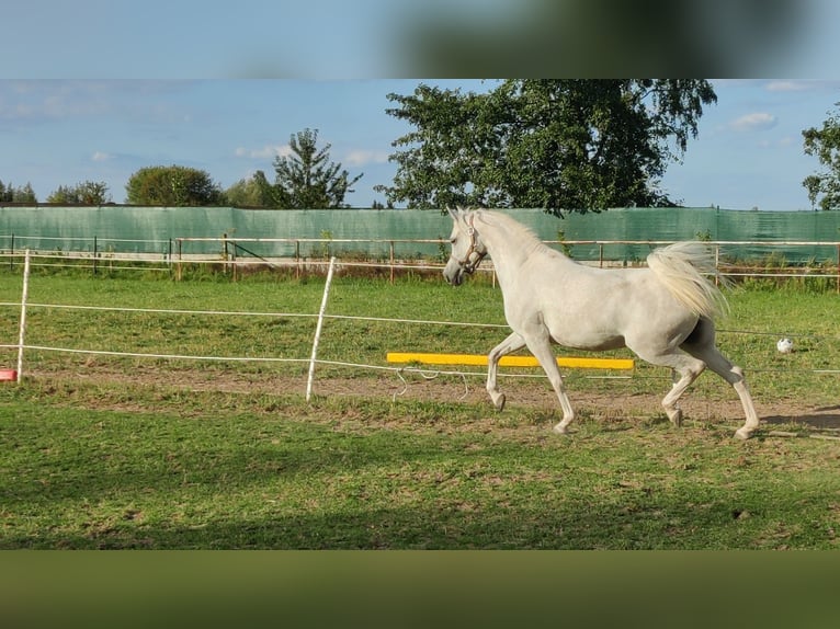 Koń czystej krwi arabskiej Klacz 5 lat 152 cm Siwa in Raszyn