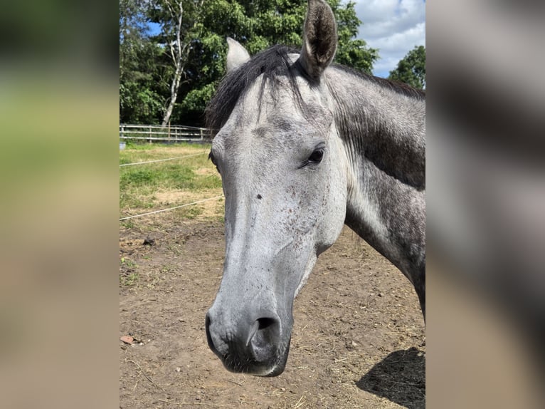 Koń czystej krwi arabskiej Klacz 5 lat 152 cm Siwa w hreczce in Sandbach