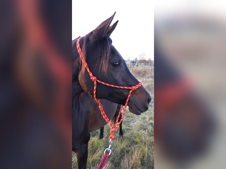 Koń czystej krwi arabskiej Klacz 5 lat 154 cm Gniada in Zielona Góra