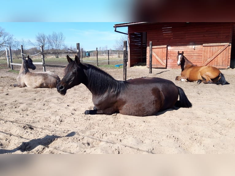 Koń czystej krwi arabskiej Klacz 5 lat 154 cm Gniada in Zielona Góra