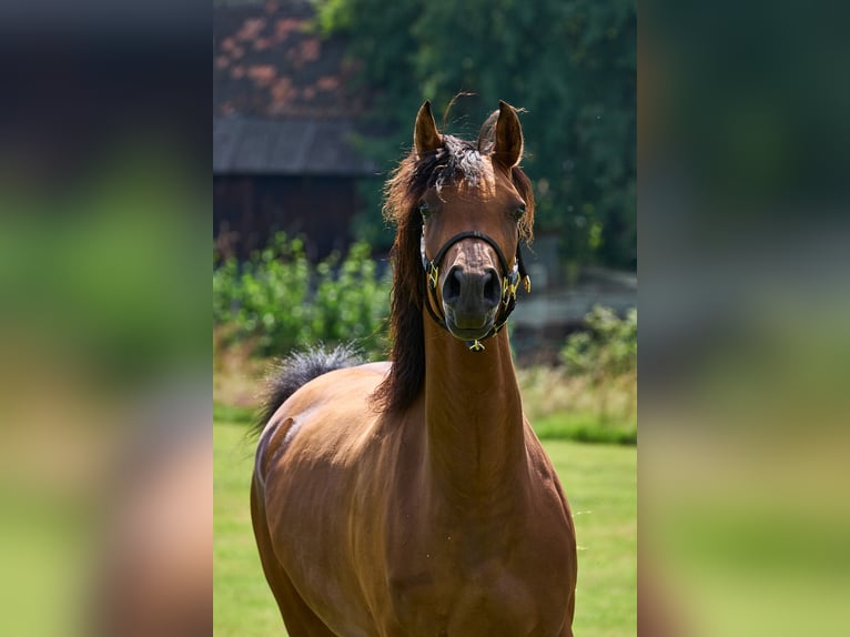 Koń czystej krwi arabskiej Klacz 5 lat 155 cm Gniada in Gem&#xFC;nden (Felda)