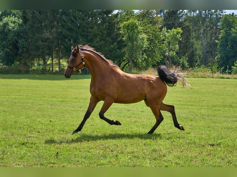 Koń czystej krwi arabskiej Klacz 5 lat 155 cm Gniada in Gem&#xFC;nden (Felda)