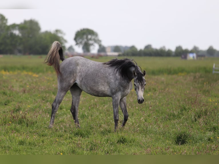 Koń czystej krwi arabskiej Klacz 5 lat 155 cm Siwa in Nieuwkoop