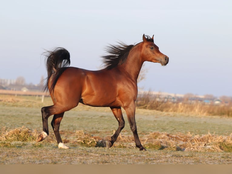 Koń czystej krwi arabskiej Klacz 5 lat 155 cm Siwa in Nieuwkoop