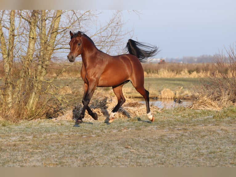 Koń czystej krwi arabskiej Klacz 5 lat 155 cm Siwa in Nieuwkoop