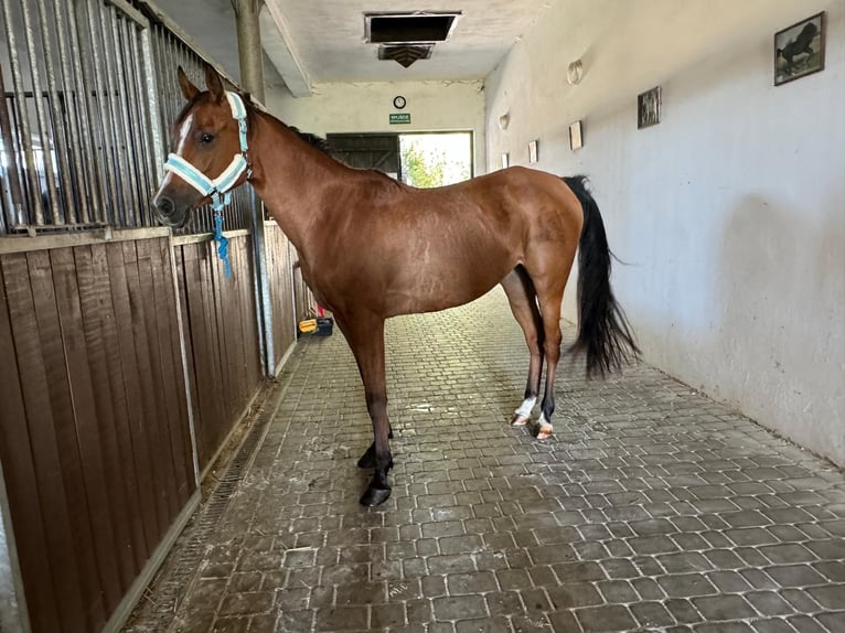 Koń czystej krwi arabskiej Klacz 5 lat 157 cm Gniada in Porąbka