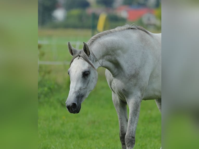 Koń czystej krwi arabskiej Klacz 5 lat 157 cm Siwa in Warszawa