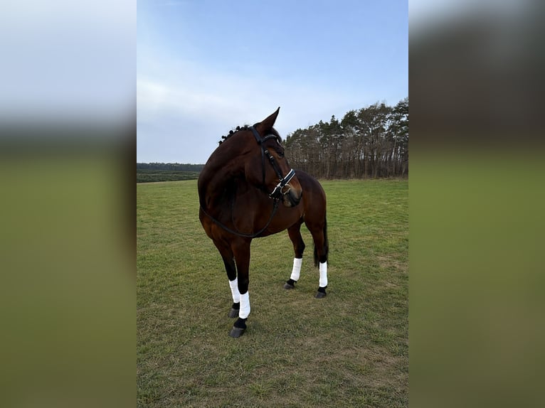 Koń czystej krwi arabskiej Klacz 5 lat 160 cm Gniada in Mühlhausen