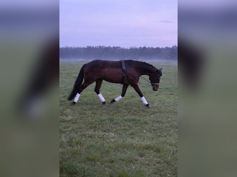 Koń czystej krwi arabskiej Klacz 5 lat 160 cm Gniada in Mühlhausen