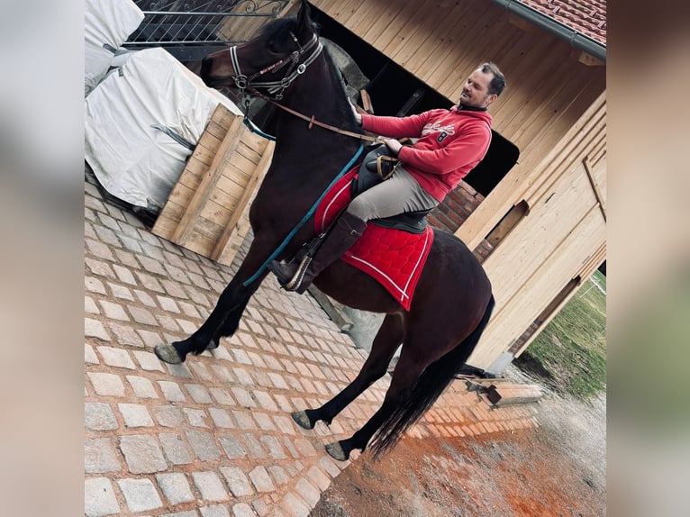 Koń czystej krwi arabskiej Klacz 6 lat 152 cm Ciemnogniada in Passau