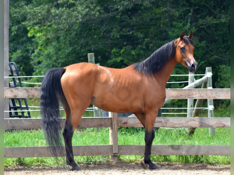 Koń czystej krwi arabskiej Klacz 6 lat 152 cm Gniada in Sewickley