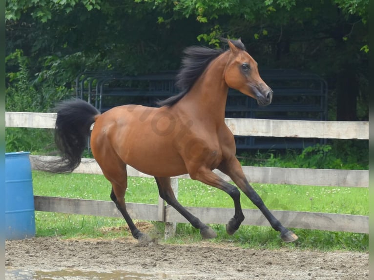 Koń czystej krwi arabskiej Klacz 6 lat 152 cm Gniada in Sewickley