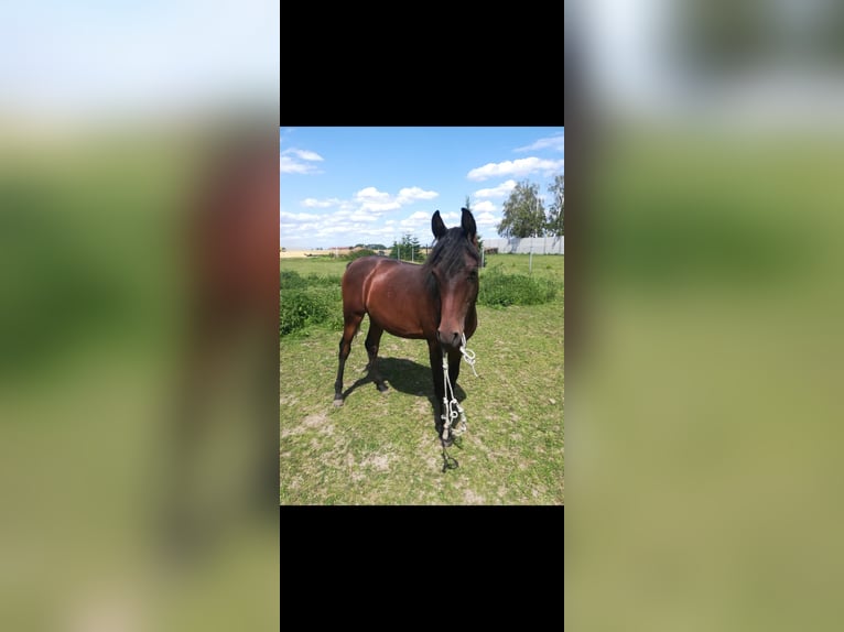 Koń czystej krwi arabskiej Klacz 6 lat 153 cm Ciemnogniada in Jüterbog