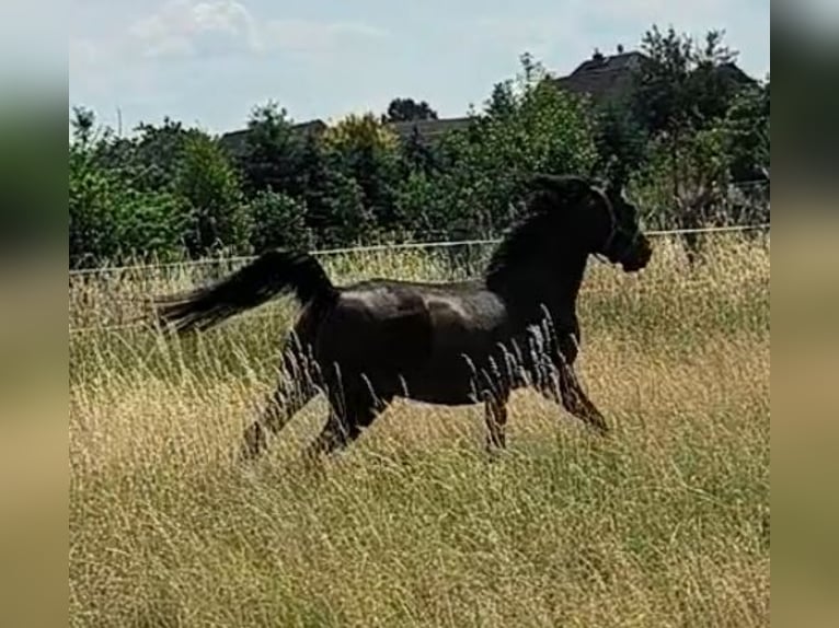 Koń czystej krwi arabskiej Klacz 6 lat 153 cm Ciemnogniada in Jüterbog
