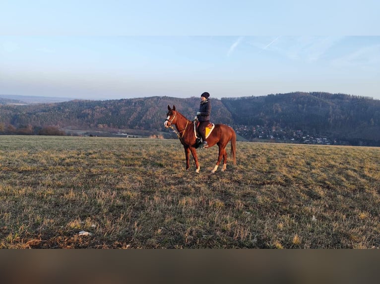 Koń czystej krwi arabskiej Klacz 6 lat 153 cm Kasztanowata in Pyskočely