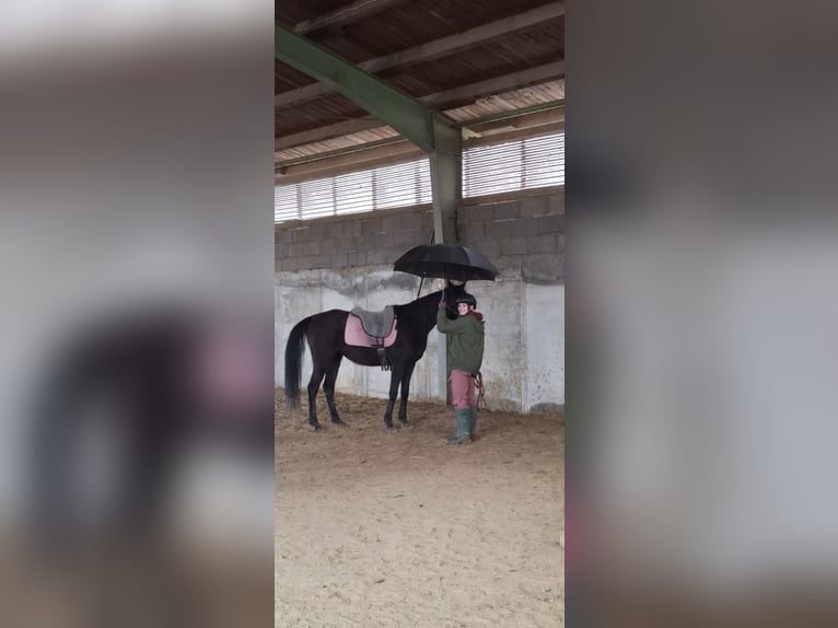 Koń czystej krwi arabskiej Klacz 6 lat 154 cm Kara in Mengen