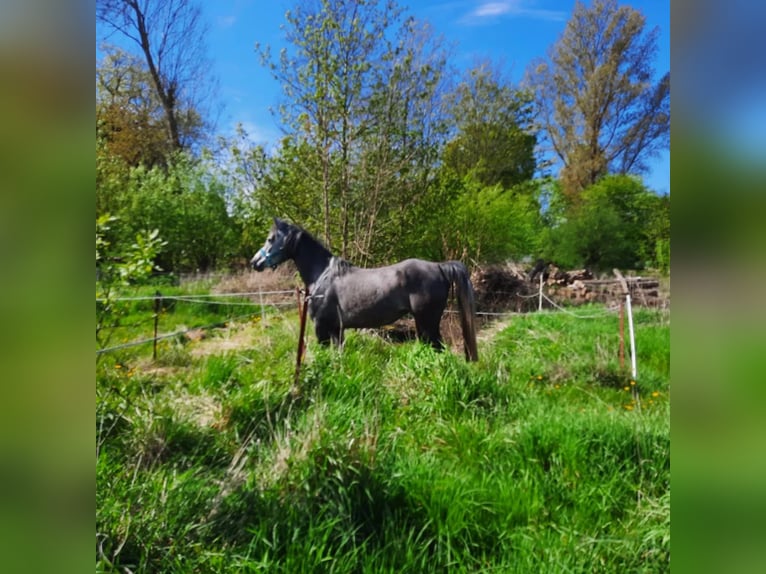 Koń czystej krwi arabskiej Klacz 6 lat 154 cm Siwa jabłkowita in Hohenkirchen / OT Manderow