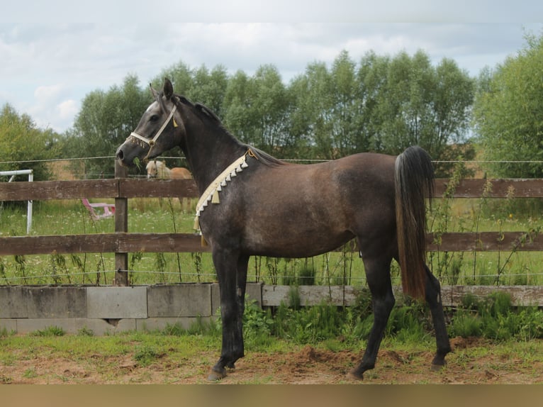 Koń czystej krwi arabskiej Klacz 6 lat 154 cm Siwa jabłkowita in Hohenkirchen / OT Manderow