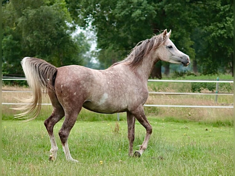 Koń czystej krwi arabskiej Klacz 6 lat 154 cm Siwa in Weingarten