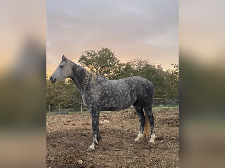 Koń czystej krwi arabskiej Klacz 6 lat 155 cm in Magalas