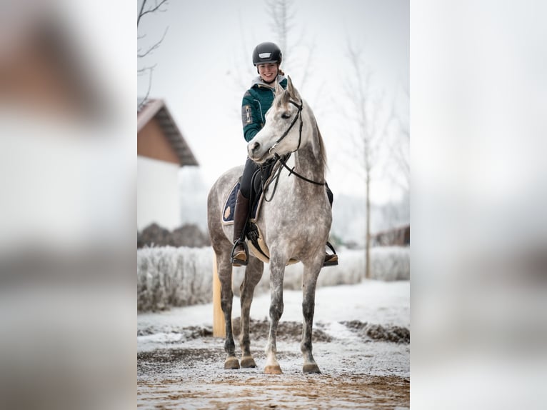 Koń czystej krwi arabskiej Klacz 6 lat 155 cm Siwa in Amtzell