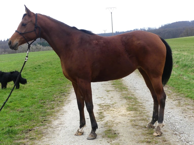 Koń czystej krwi arabskiej Klacz 6 lat 156 cm Gniada in Herzberg am Harz
