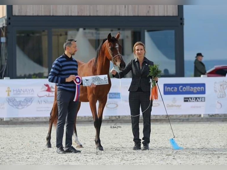 Koń czystej krwi arabskiej Klacz 6 lat 157 cm Gniada in Zábřeh