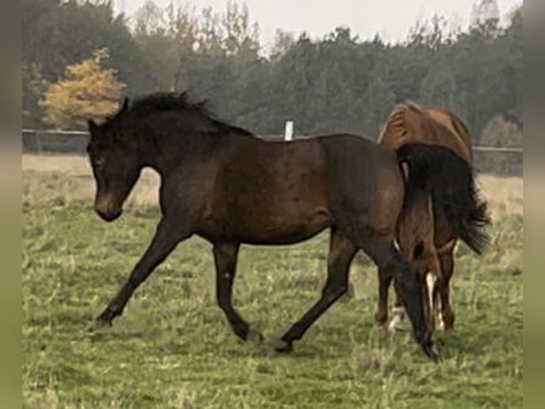 Koń czystej krwi arabskiej Klacz 7 lat 145 cm Gniada in Boronów