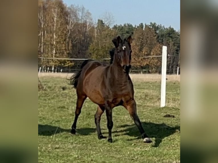 Koń czystej krwi arabskiej Klacz 7 lat 145 cm Gniada in Boronów
