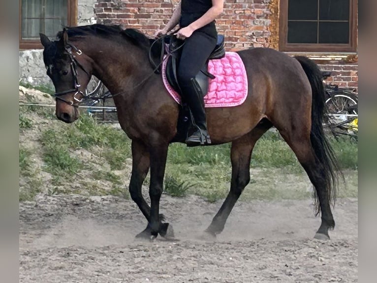 Koń czystej krwi arabskiej Klacz 7 lat 145 cm Gniada in Boronów