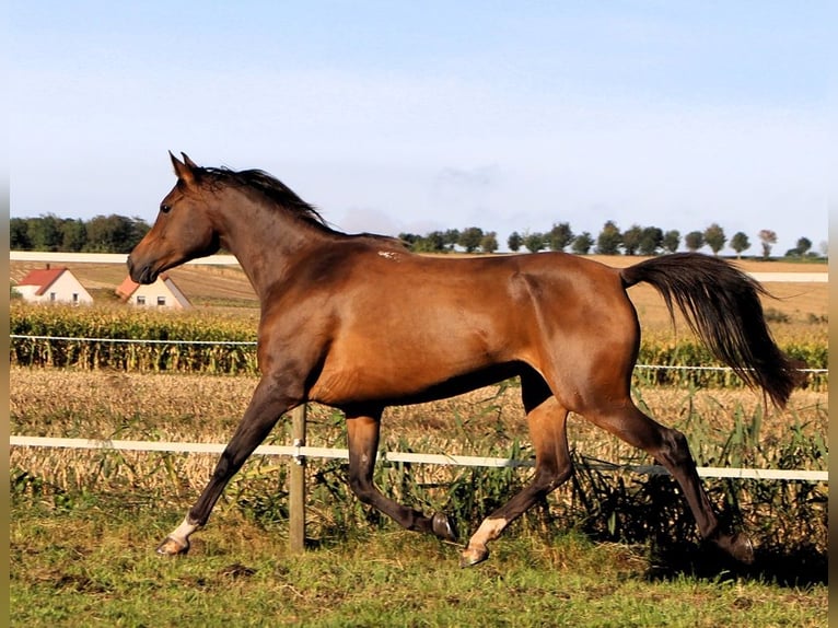 Koń czystej krwi arabskiej Klacz 7 lat 150 cm Ciemnogniada in Kehl