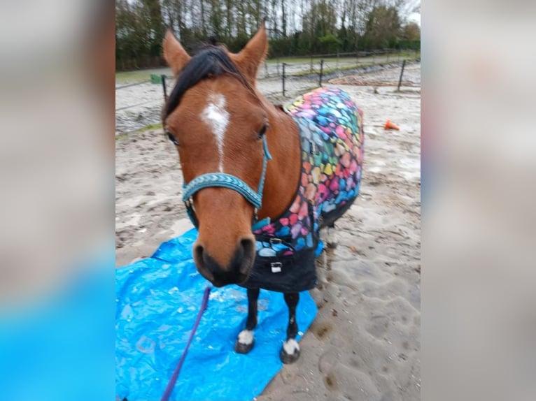 Koń czystej krwi arabskiej Klacz 7 lat 150 cm Gniada in Kolham