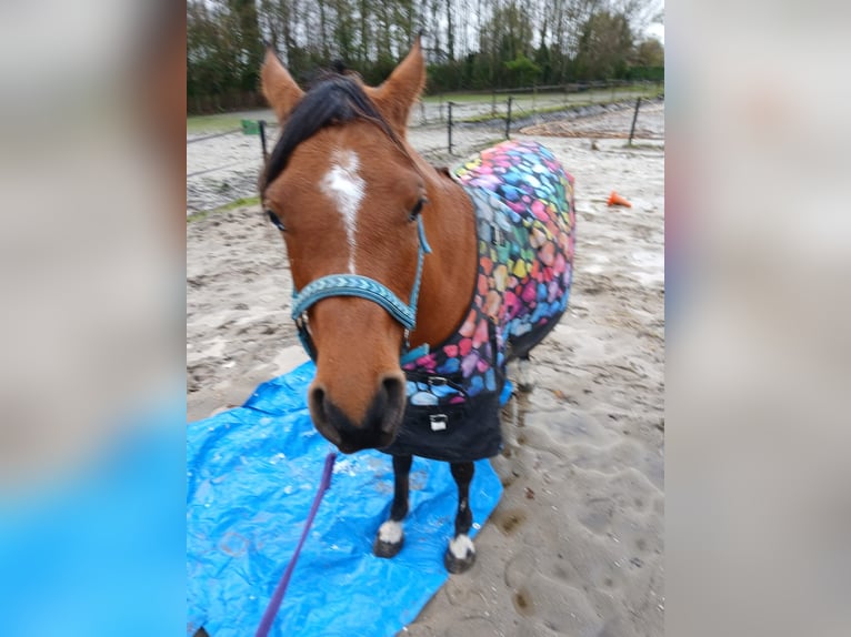 Koń czystej krwi arabskiej Klacz 7 lat 150 cm Gniada in Kolham