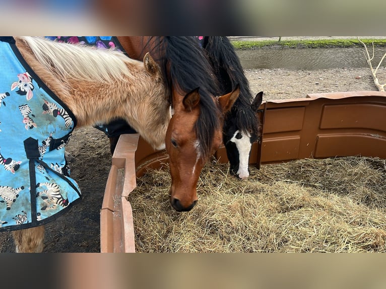 Koń czystej krwi arabskiej Klacz 7 lat 150 cm Gniada in Kolham