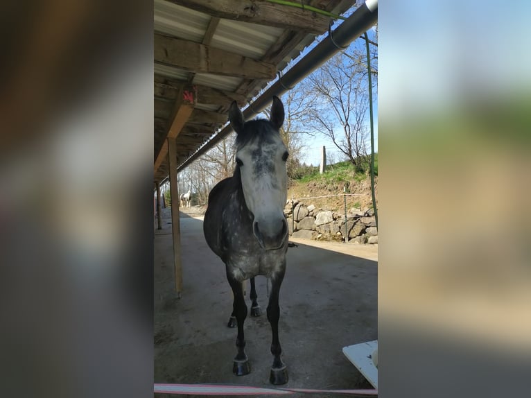 Koń czystej krwi arabskiej Mix Klacz 7 lat 150 cm Siwa jabłkowita in Uffing am Staffelsee